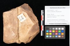 Foto (Objekt + Etikett) von Quercus palaeoilex Ettingshausen (NHMW-GEO-2024-0188-0870)